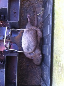 Bruine rat in klem