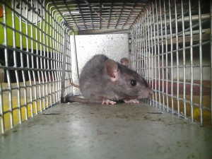 Zwarte rat in kooi